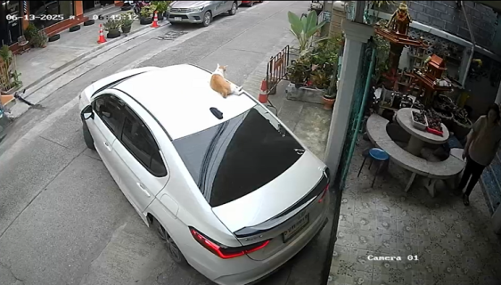 車の上に猫が乗っているのを知らずに出発したら