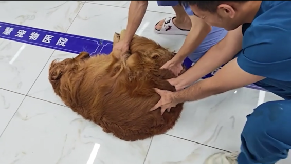 診察室まで押して運ばれる怠け者の犬