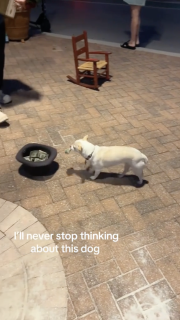 客のチップを運ぶ賢い犬
