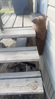 階段を登れない鈍臭い犬