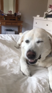 鼻を触られて豪快にクシャミをする犬