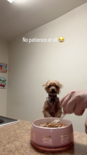 早くご飯が食べたくてジャンプする犬