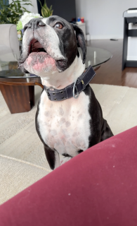 ピアノに合わせて歌う犬