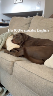 人の質問に尻尾で答える犬
