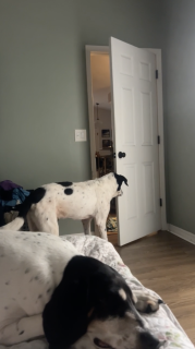 キチンとドアを閉める賢い犬