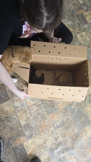 箱の中身はなんだろニャ？でビックリする猫
