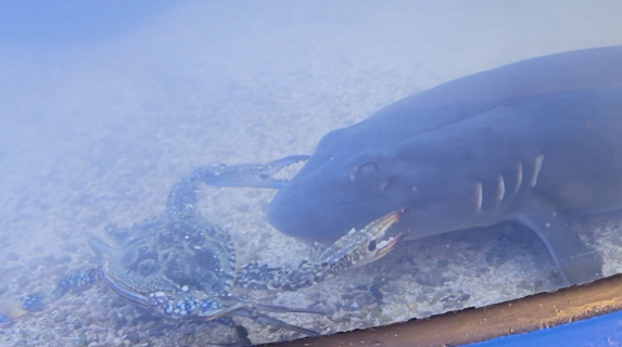 サメの泳ぎを止める蟹
