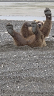 砂で背中をかく熊