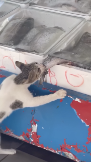 頑張って魚を盗む猫