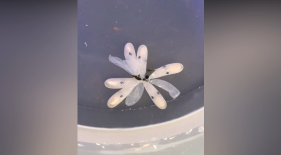 孵化した直後に色を変えるタコの赤ちゃん