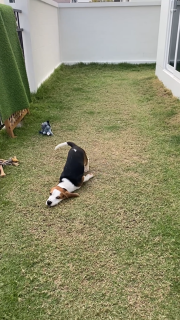 なんだか暇そうなあご滑り犬