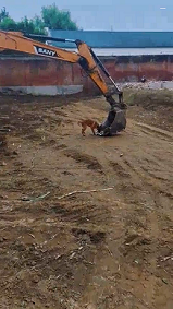 掘削機アトラクションを楽しむ犬
