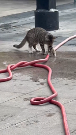 水漏れが気になる猫