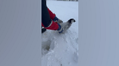 斜面を上れず孤立する赤ちゃんペンギンを救出