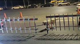 ついに棒をくわえたまま狭いゲートを通過した犬