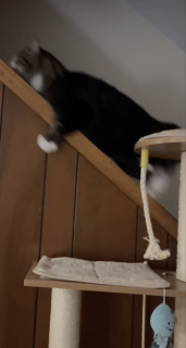 階段の手すりに飛び乗るも滑って落ちていく猫