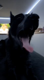 あくび直後のクセがかわいい犬