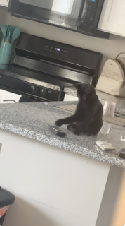 リモコンを器用にクルクル回す猫