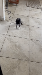 くしゃみの仕方が独特な犬