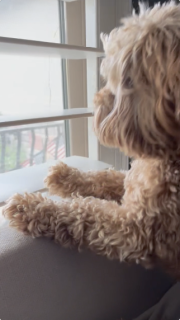 ブラインドを開けてどうしても外が見たい犬