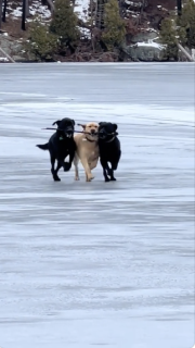 3匹の犬が仲良く木遊び
