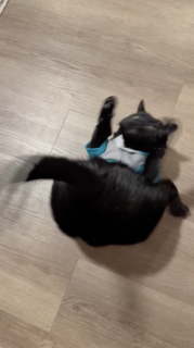 初めてのTシャツで変な動きをする猫