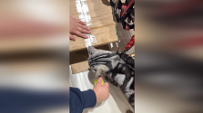 テープを噛み切って包装を手伝う猫