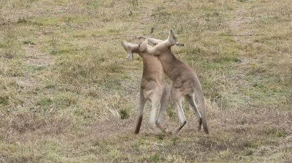 カンガルーの喧嘩