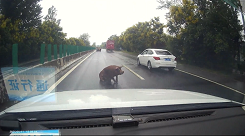 道路上のあちこちにブタ