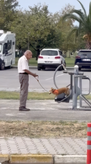 公園の器具に楽しそうに乗る犬