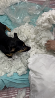 綿をほぐすのを手伝う犬