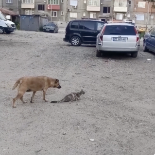 犬と猫が一緒に狩りをしてると思ったら