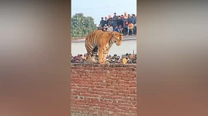 村に現れたまるで猫みたいなトラ①