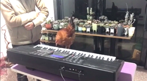 曲を覚えてピアノを弾くニワトリ