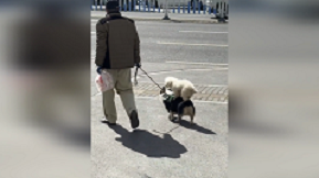 コーギーの上に乗って楽をするビション