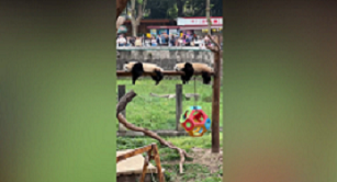 まるでコピペしたような寝姿の双子パンダ