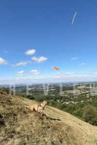 犬と遊んでいたら謎の物体が映り込む