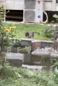 目測を誤りジャンプ失敗する猫