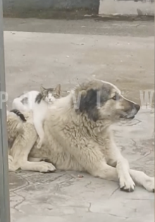 犬の背中でくつろぐ猫