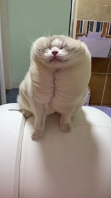 強風を受けた猫の姿