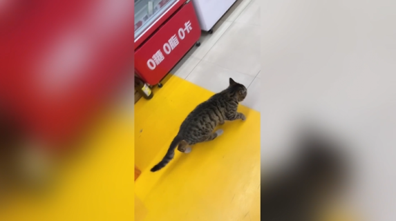 飼い主に気がつき足を引きずるふりをする猫