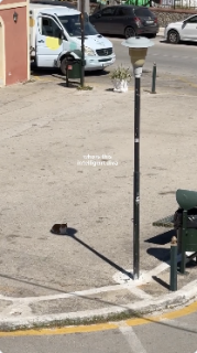 看板の小さな影で日よけする猫