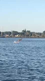 カンガルーが海の上を走っている？