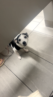 隣のトイレから覗き込んでくる犬