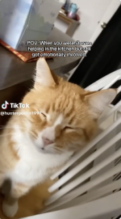 玉ねぎのせいで涙を流す猫