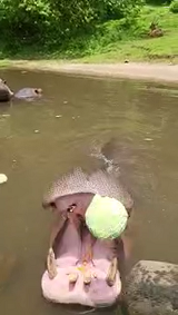 キャベツが気に入らなかったカバ