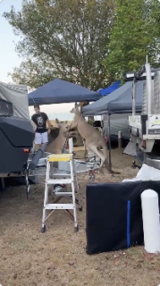 人間ガン無視で喧嘩するカンガルー