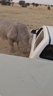 トラックを襲うサイ