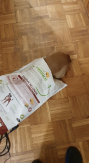 盗み食いがバレちゃった犬