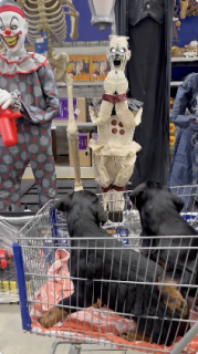 ハロウィーン人形にびっくりする犬